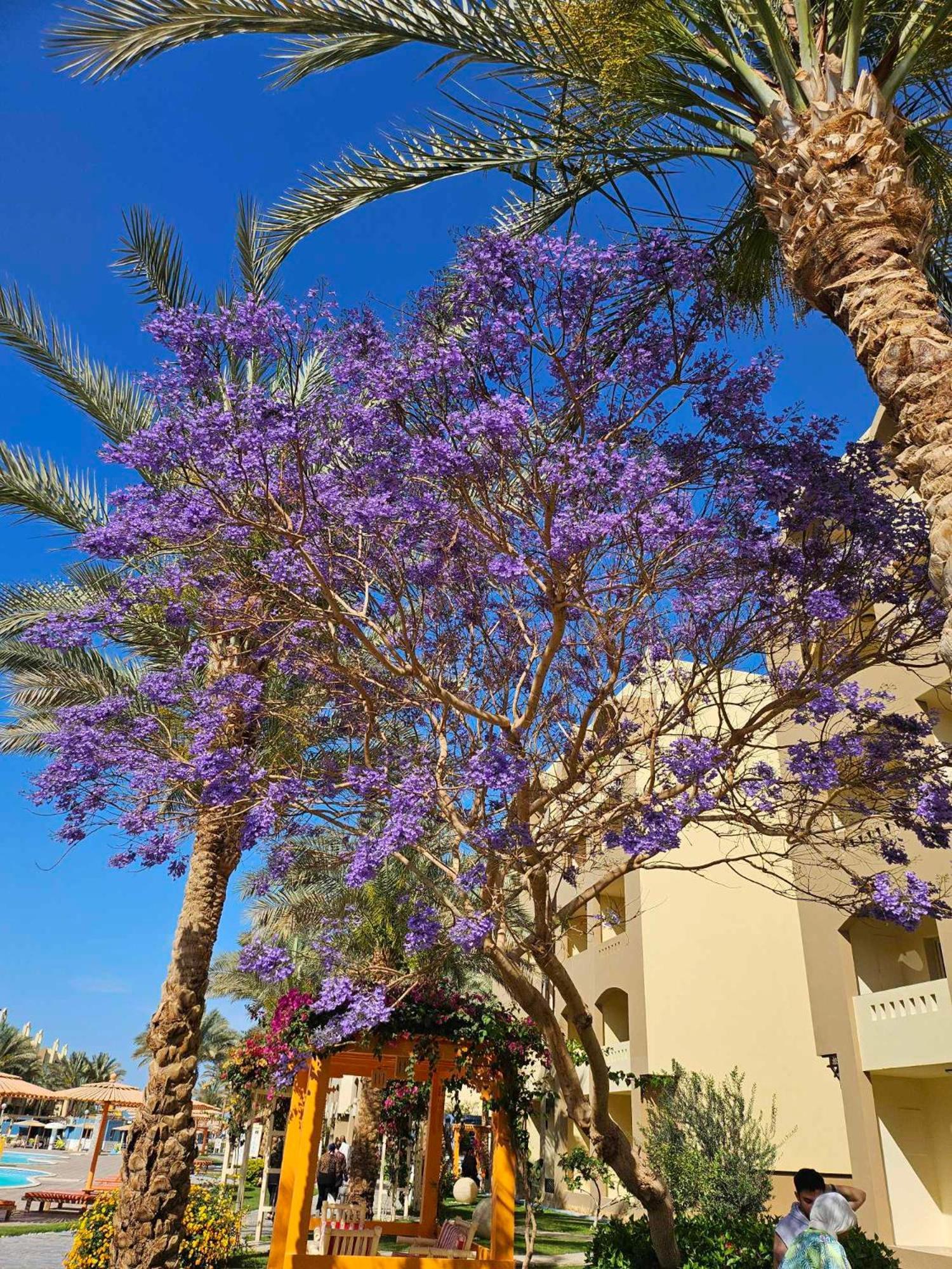 Comfortable Studio In Hotel Karma With Private Beach And Pools Family Only Or Female Hurghada Exterior photo